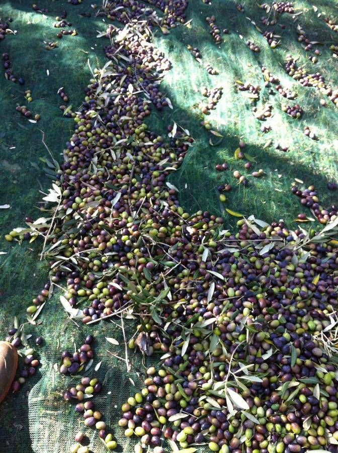 مارتينا فرانكا I Trulli Della Naturabio المظهر الخارجي الصورة